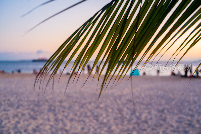 Playa Centro上的棕榈树，Isla Mujeres在晚上